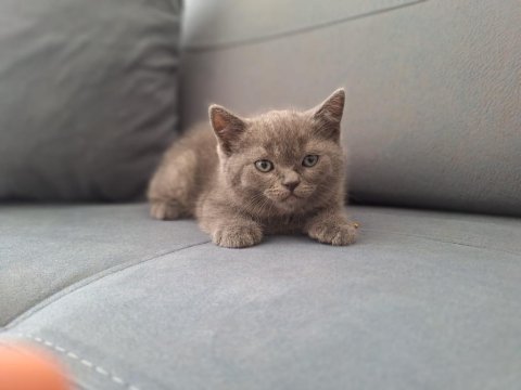 British Yavru Kediler