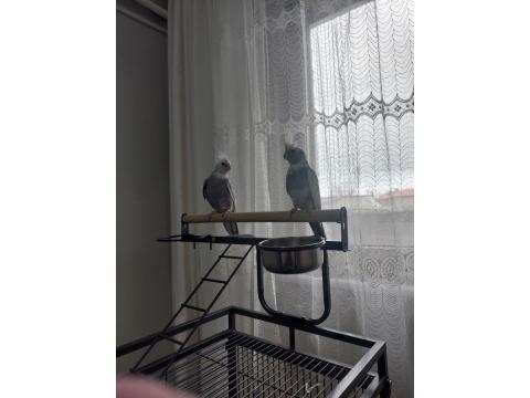 2 Adet Sultan Papağanı Ve Büyük Boy Kafeste Satılık