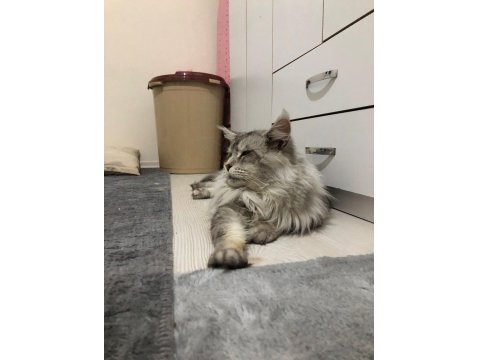 Maine Coon 2 Yaşında Erkek
