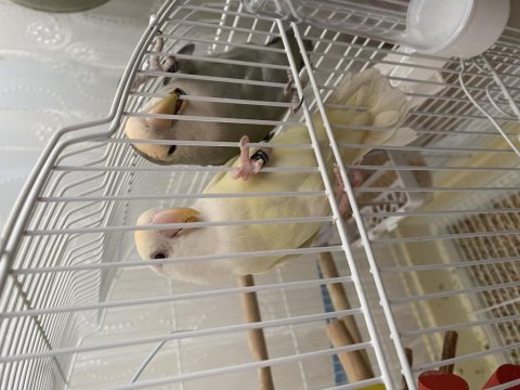 4 Aylı El Besleme Full Evcil Sevda Papağanlarım