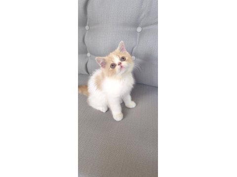 İran Persian 2 Aylık Yavrular