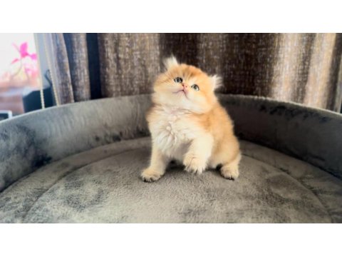 Show Kalite Ny11 Yavru Kediler