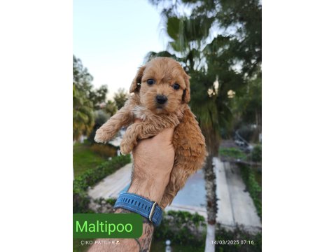 Maltipoo Dişi Ve Erkek Yavrularımız