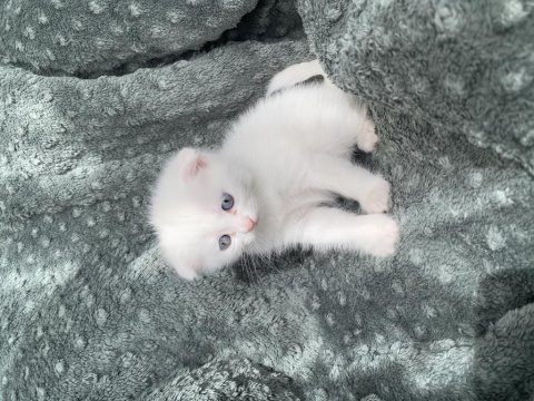 Maviş Yavru 35 Günlük Erkek Kedimiz Kar Tapu