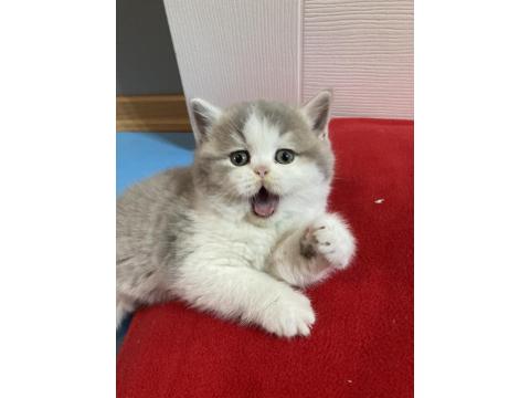 British Longhair Bicolor Kedimiz