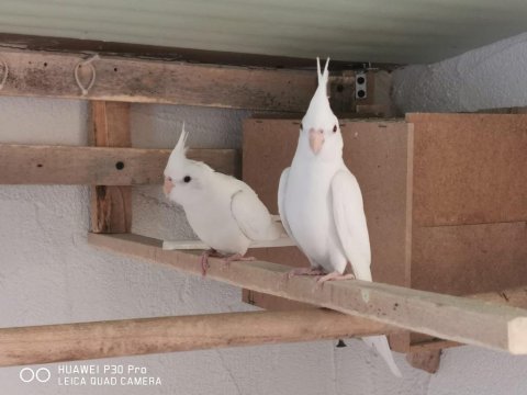 Albino Sultan Papağanı 1 Dişi Ve 1 Erkek