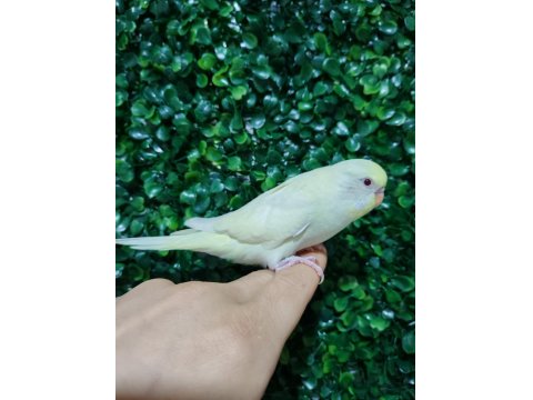 Akıllı Uysal Evin Yeni Üyesi Muhabbet Kuşu