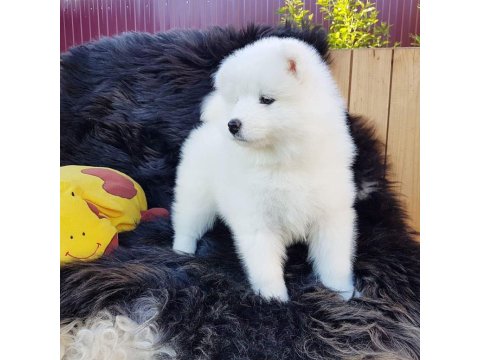 Samoyed Köpeği Yavruları