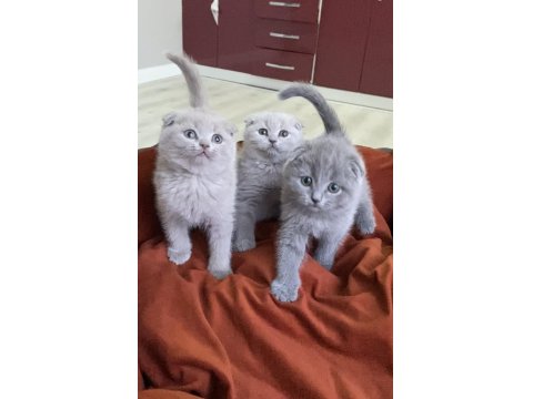 Ayı Suratlı Blue Ve Lilac Scottish Fold