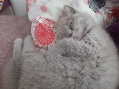 British Shorthair Dumana Yuva