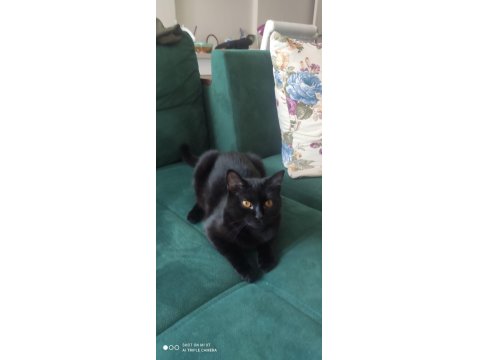 Ücretsiz Baba Scottish Fold Anne Siyam 06.12.2024 Doğumlu