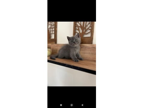 Orjinal Irkta Safkan British Shorthair