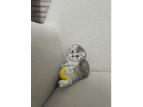 Scottish Fold Yavru Kedilerimiz