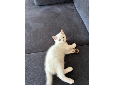 2 Aylık British Shorthair Kedisi
