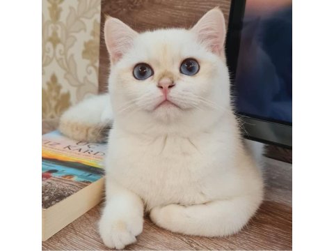 Muhteşem Kan Hattına Sahip British Shorthair Bebeklerim