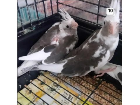 Çekmeköy Sultan Papağanı 2 Aylık