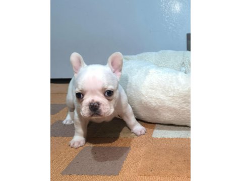 A Kalite Egzotik French Bulldog Yavrular