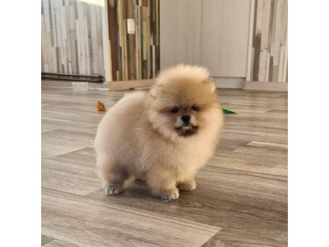 Pomeranian Boo Köpeği Yavruları