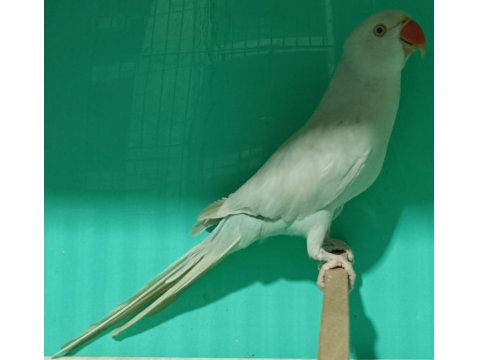 Buz Mavisi Mutasyon Pakistan Papağanı