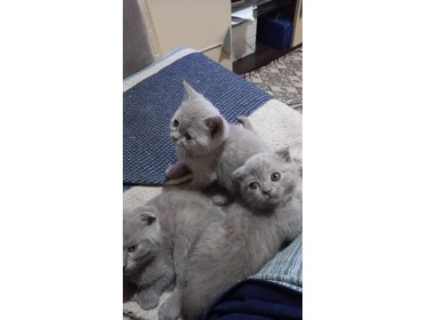 Scottish British Bebekler Yuvalarını Arıyor