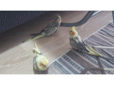 Yavru Sultan Papağanları