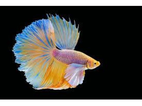 Betta Balıklarımız Sağlıklı Irk Garantidir