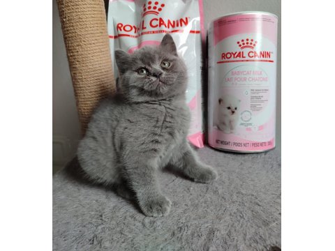 Ayı Surat British Shorthair Son Yavrumuz