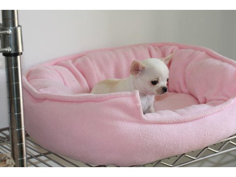 Mini Chihuahua Yavruları