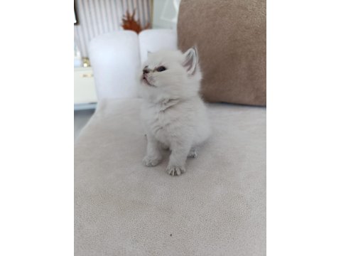 Blue Point Yavru Kedimiz