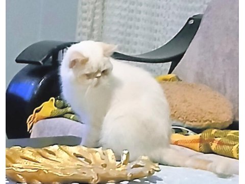 Kedimize Aile Olabilir Misiniz?