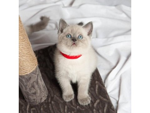 British Shorthair Sevimli Yavrular
