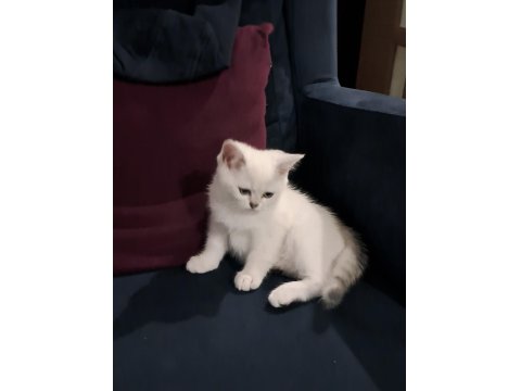 Dişi Silverpoint British Shorthair Yavru