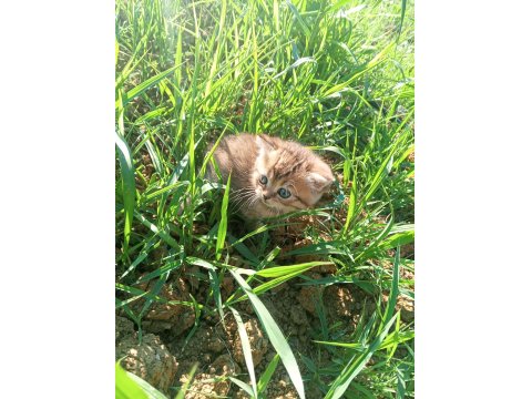 British Shorthair Yavru Kedimiz