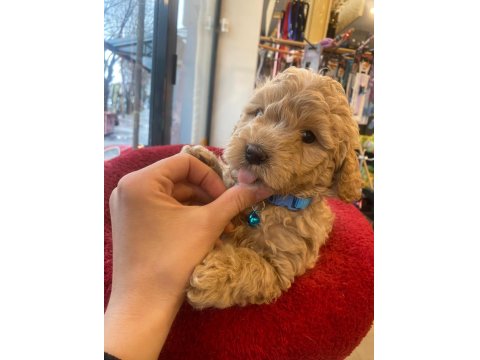 Poodle Erkek Aklıma Yatan Irk Olursa Takas Da Yapabilirim