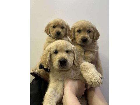 Vecihiden Safkan Babyface Golden Retriever Bebekler