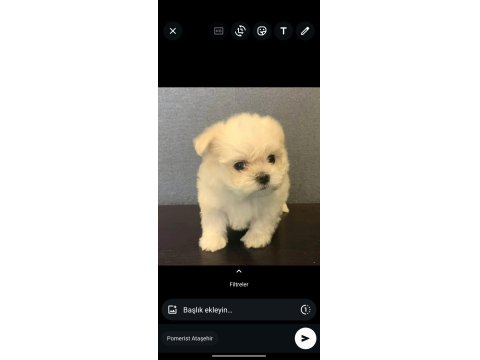Kore Maltese