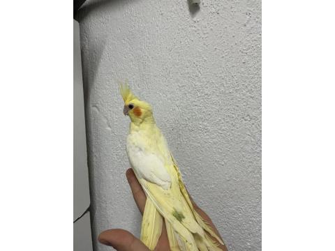 Yeni Yeme Düşmüş 40 Günlük Sultan Papağanlar Vardır