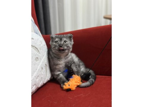 Boncuk Bakışlı Scottish Fold Kızım
