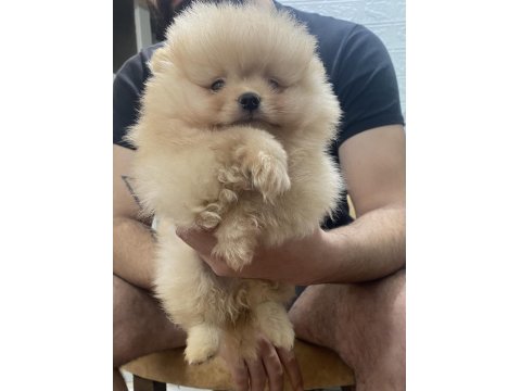 Pomeranian Efsane Bebek Köpekler