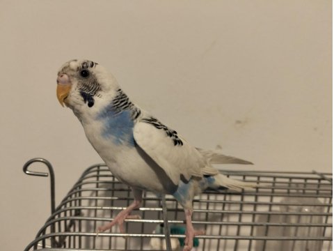 Dişi Muhabbet Kuşu