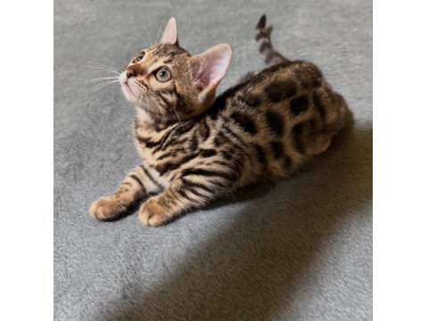 Full Şecereli Bengal Kedisi Yavrusu