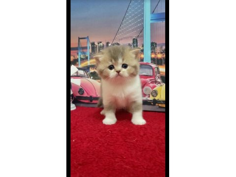 British Shorthair Yavrular