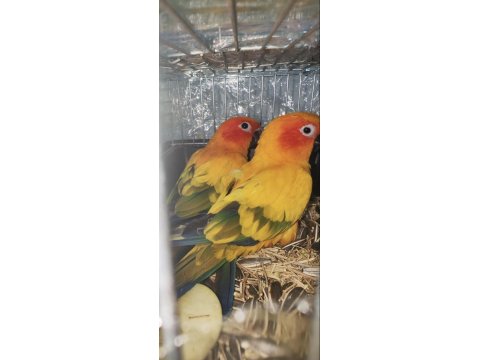 Hazır Takım Güneş Konur.