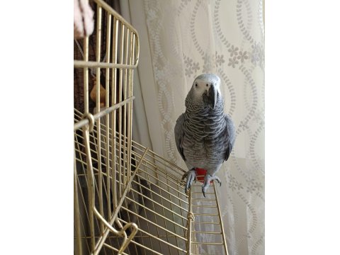 Jako Papağanı Kafesi İle Beraber