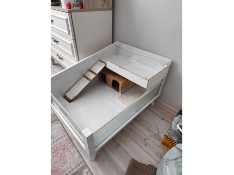 Amerikan Ve Meksikan İki Dişi Ginepig