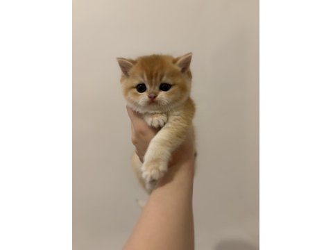 British Golden Ny12 British Shorthair Yavrular