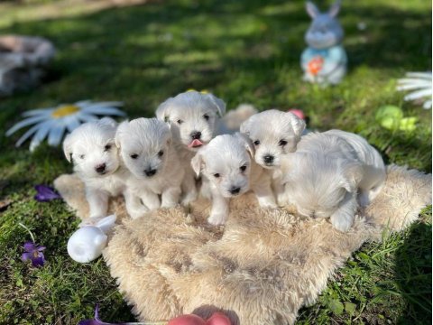 Dünya Tatlısı Maltese Yavruları