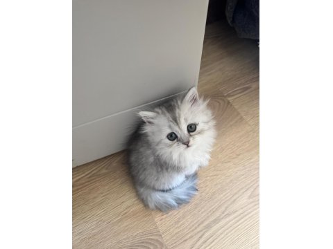 Muhteşem Chinchilla Kedisi Bebeklerim Ömürlük Yuvalarını Bekliyor