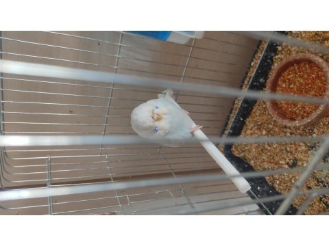 Show Yavru Muhabbet Kuşu