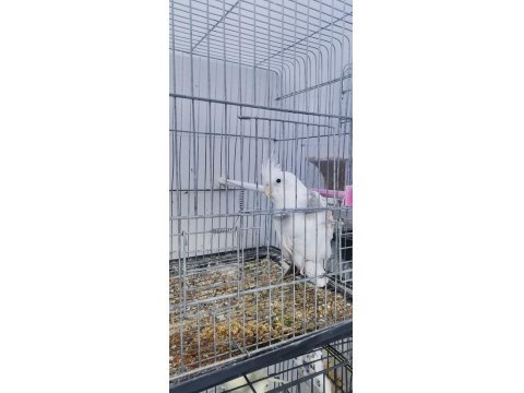 Yavru Erkek Sultan Papağanı